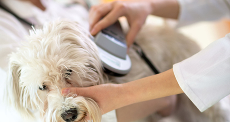 Microchip Identification