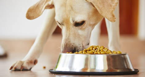 Nutritional Counselling & Pet Foods