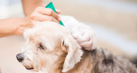 Preventive Care & Disease Control