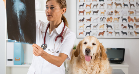 Radiology (Digital X-Rays)